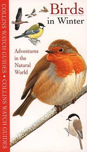 Birds in Winter