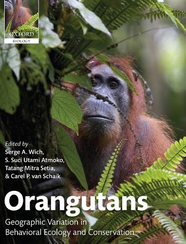 Orangutans