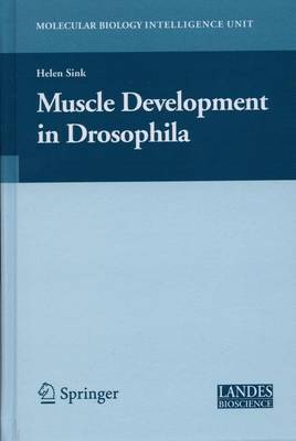 Muscle Development in Drosophilia