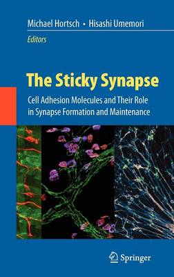 The Sticky Synapse