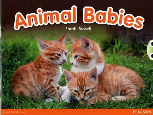 Bug Club Red B (KS1) Animal Babies 6-pack