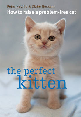 The Perfect Kitten
