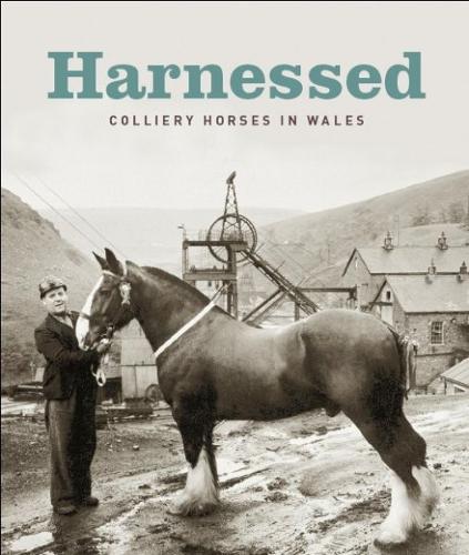 Harnessed  Colliery Horses in Wales