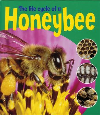 The Life Cycle of a Honeybee