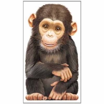 Little Chimp