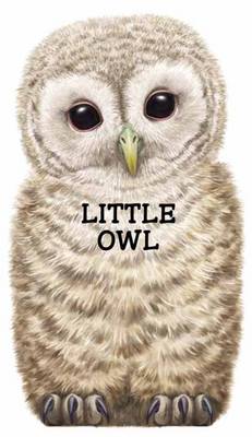 Little Owl