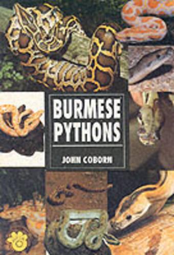 Burmese Pythons