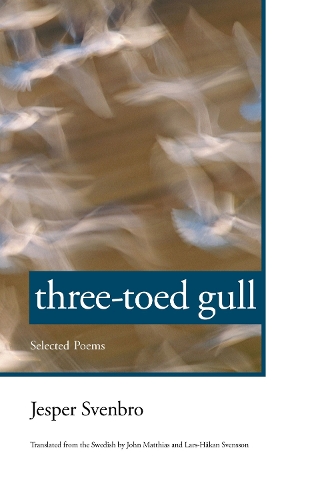 Three-toed Gull