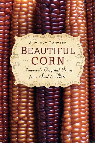Beautiful Corn