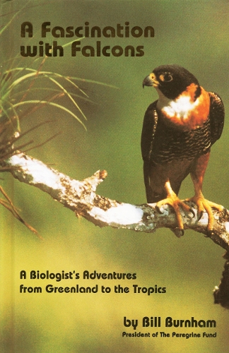 Fascination with Falcons
