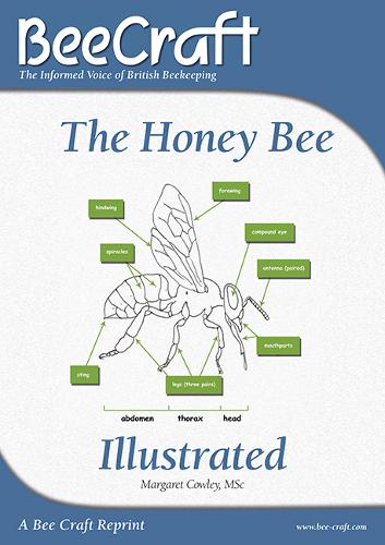 The Honey Bee Illustrated