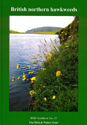 British Northern Hawkweeds