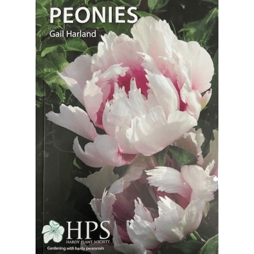 Peonies