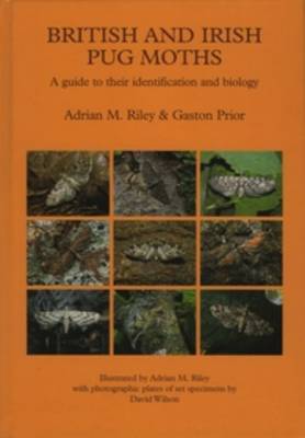 British and Irish Pug Moths – a Guide to their Identification and Biology