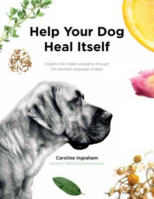 Help Your Dog Heal Itself