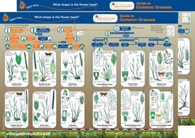 Guide to Common Grasses