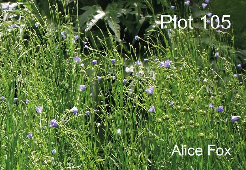 Plot 105