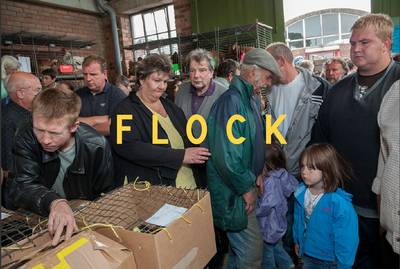 Flock
