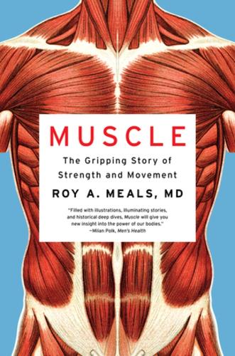 Muscle