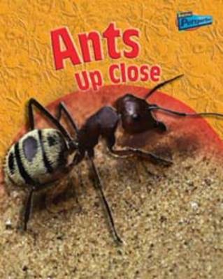 Minibeasts Up Close