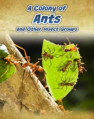 Animals in Groups Pack A of 4