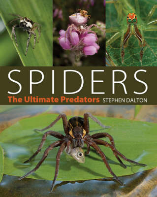 Spiders