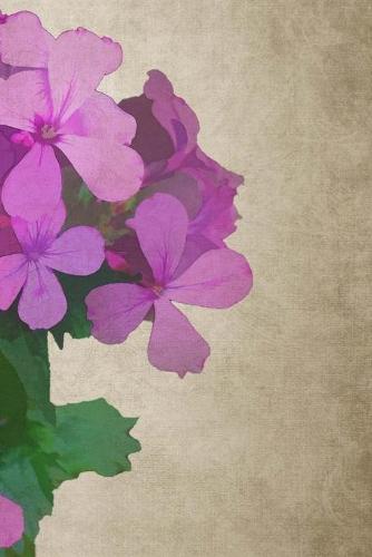 Phlox