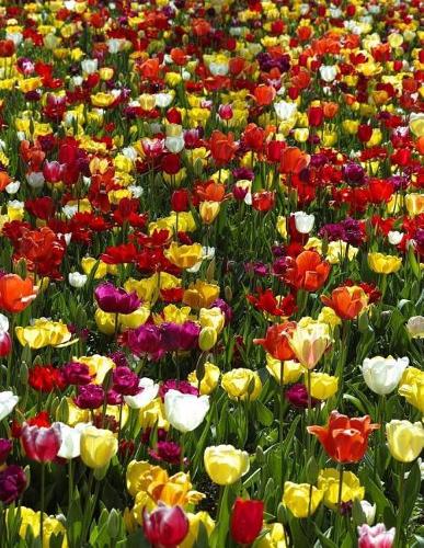 Tulips