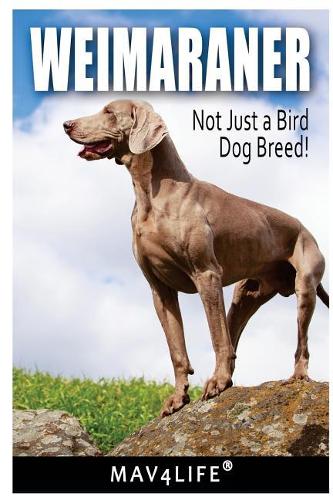 Weimaraner