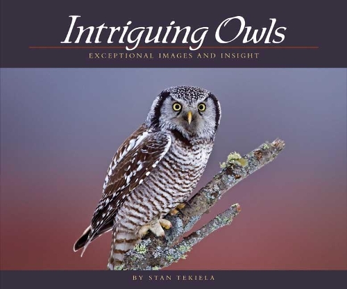 Intriguing Owls