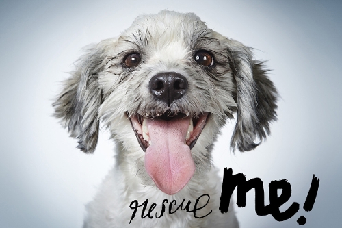 Rescue Me!