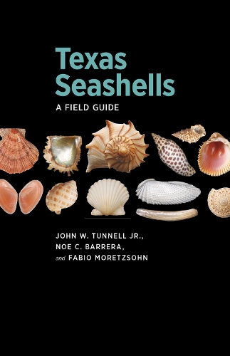 Texas Seashells