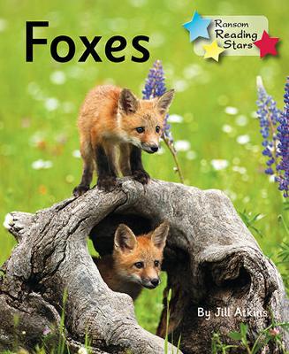 Foxes 6-Pack