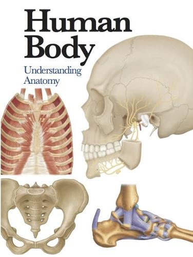Human Body