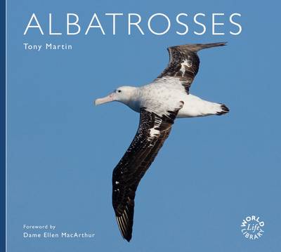 Albatrosses