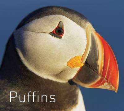Puffins
