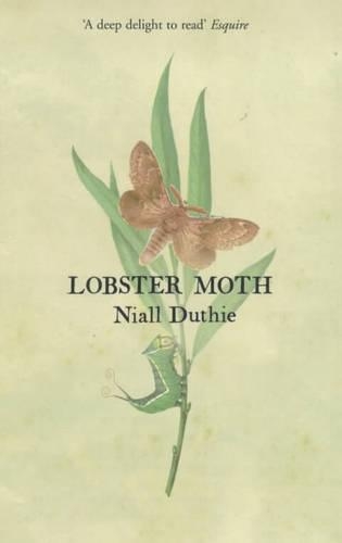 Lobster Moth