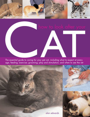 How to Look After Your Cat