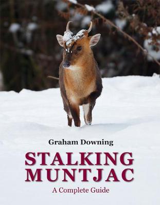 Stalking Muntjac