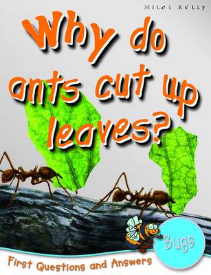 1st Questions and Answers Bugs