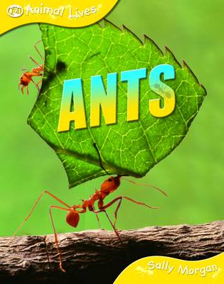 Ants