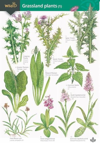 Guide to Grassland Plants 1