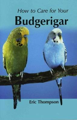 How to Care for Your Budgerigar