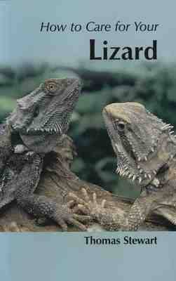 How to Care for Your Lizard