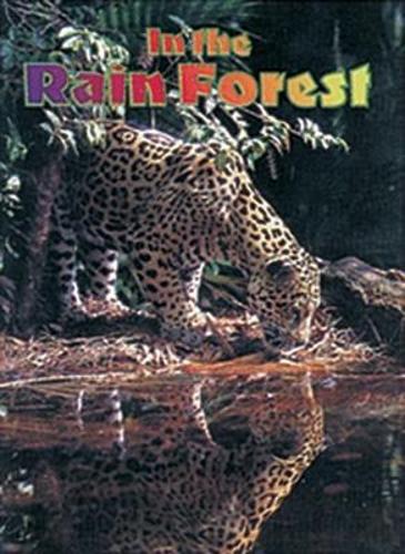 In the Rain Forest