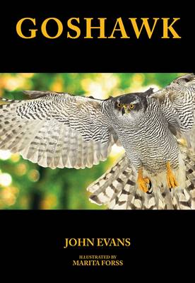 Goshawk
