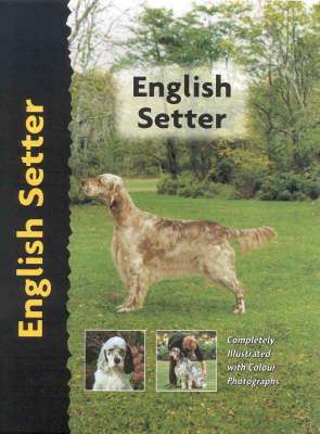 English Setter