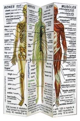 Human Body