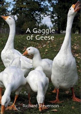 A Gaggle of Geese