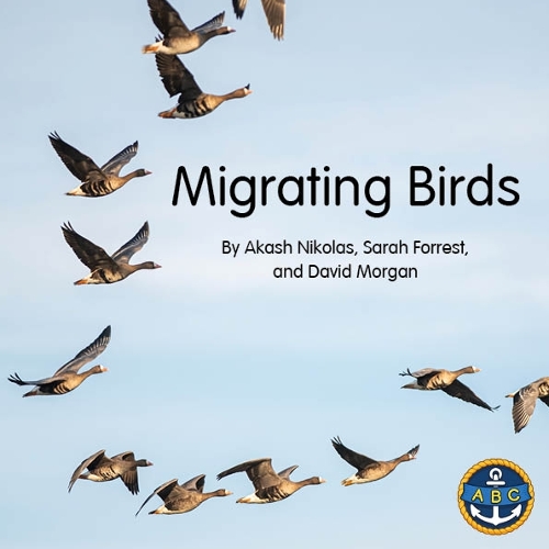 Migrating Birds